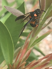 Hymenoptera