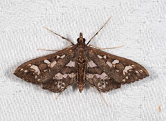Ischnurges illustralis