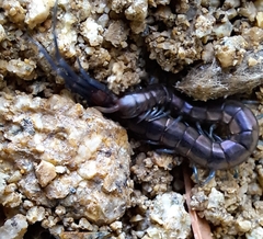 Scolopendra