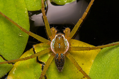 Thaumasia