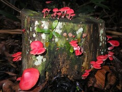 Mycena roseilignicola