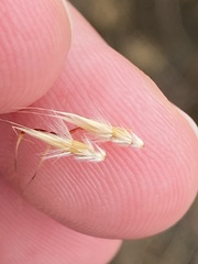 Rytidosperma duttonianum