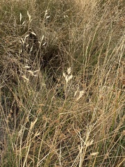 Rytidosperma duttonianum