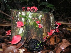 Mycena roseilignicola