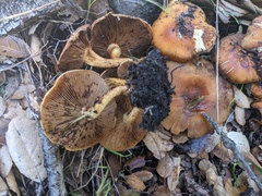 Pholiota highlandensis