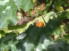 Henosepilachna sumbana