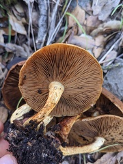 Pholiota highlandensis