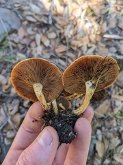 Pholiota highlandensis