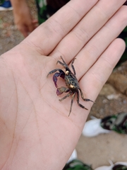 Geosesarma noduliferum
