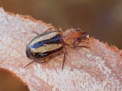 Lebiinae