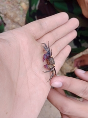 Geosesarma noduliferum