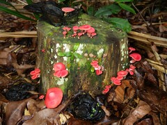 Mycena roseilignicola