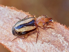Lebiinae