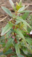 Ammannia auriculata