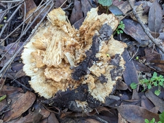Russula brevipes