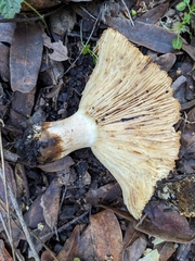 Russula brevipes