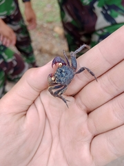 Geosesarma noduliferum