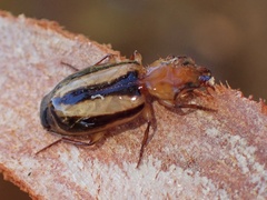 Lebiinae