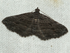 Chrysolarentia severata
