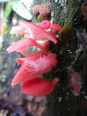 Mycena roseilignicola
