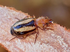 Lebiinae