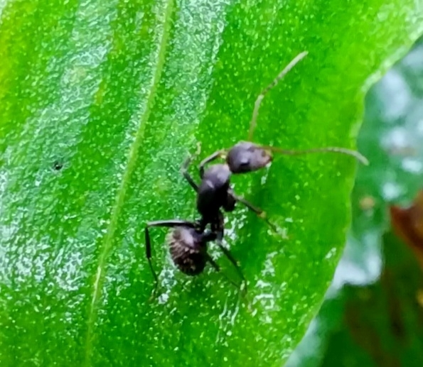 Camponotus integellus
