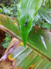 Camponotus integellus
