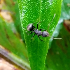 Camponotus integellus