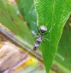 Camponotus integellus
