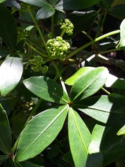 Pseudopanax lessonii