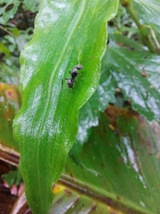 Camponotus integellus