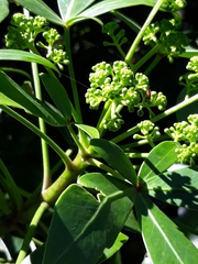 Pseudopanax lessonii