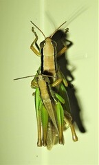 Bermius brachycerus