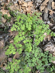 Thalictrum fendleri