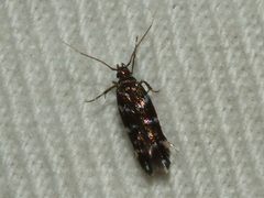 Cosmopterigidae