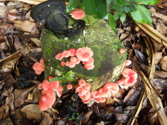 Mycena roseilignicola