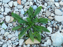 Plantago lagopus