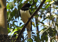 Cyanocorax cristatellus