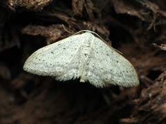 Idaea minuscularia
