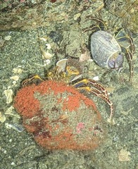 Elassochirus tenuimanus