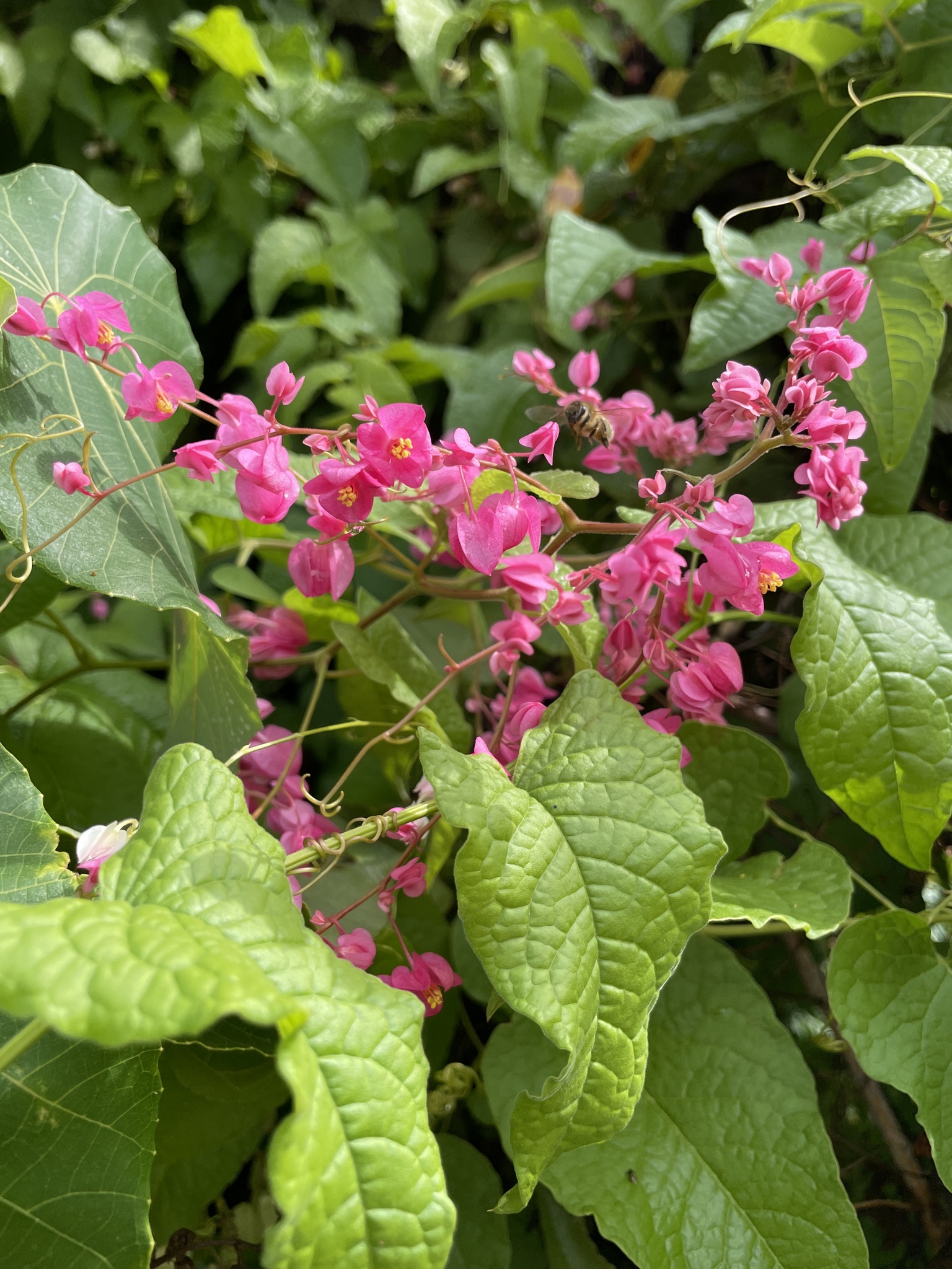 Antigonon leptopus Hook. & Arn.