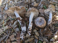 Tricholoma griseoviolaceum