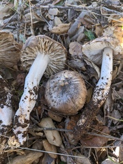Tricholoma griseoviolaceum