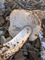 Tricholoma griseoviolaceum