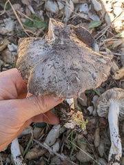 Tricholoma griseoviolaceum