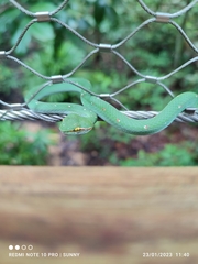 Tropidolaemus wagleri