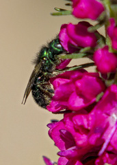 Osmiini