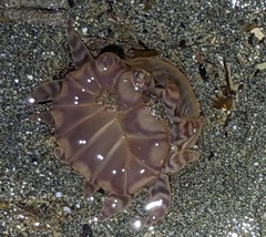 Peachia quinquecapitata