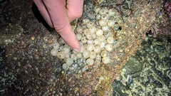 Rossia pacifica