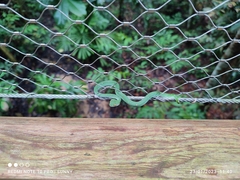 Tropidolaemus wagleri